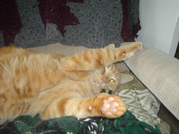 Again with the stupid, "Well, I could get myself unstuck, but this'll do". He was like this for quite some time, perfectly content, before I unhooked him : Goober : Sister Stef