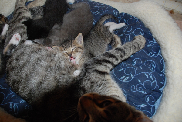 Asleep at the wheel : Kittens : Sister Stef