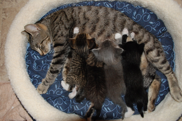 From left to right: the fierce one (Rudolpho), the brave one (Walter), the quiet one (Lebowski), and the snuggly one (Sadie). : Kittens : Sister Stef