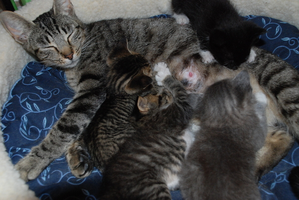 The patience of a saint : Kittens : Sister Stef