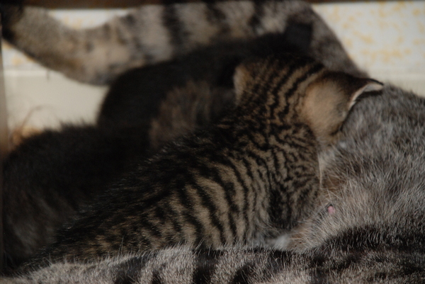 Fierce's beautiful markings : Kittens : Sister Stef