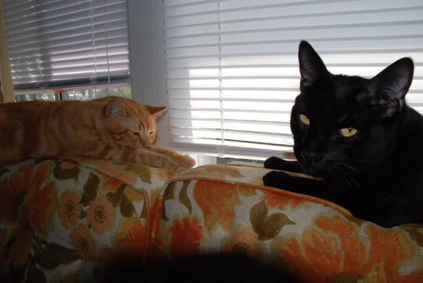 Quintessential Goober and Vader : Goober : Sister Stef