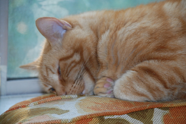 Whatever position he lands in, no matter how awkward or face-smashing, is the position he stays in : Goober : Sister Stef