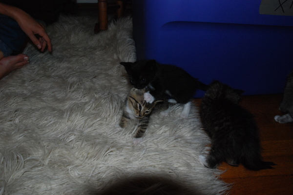 The runt of the litter fights dirty : Kittens : Sister Stef