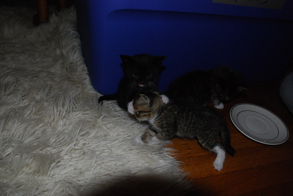 I'm crushing your head! : Kittens : Sister Stef
