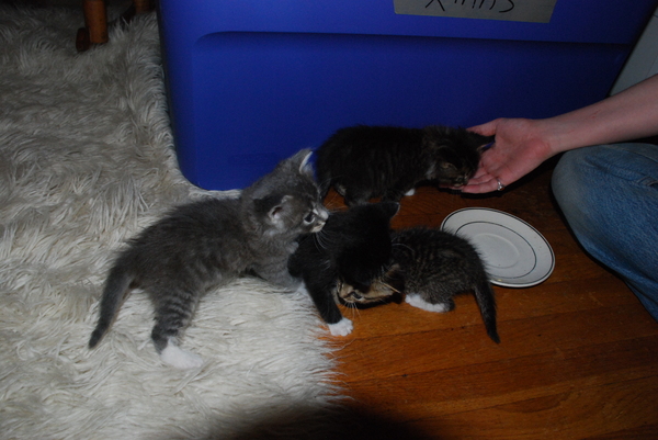 Lebowski, Sadie, and Fierce in a three-way battle. Brave tries to escape : Kittens : Sister Stef