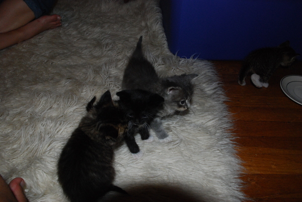 Brave, Sadie, and Lebowski distract the guards with cuteness while Fierce attempts an escape : Kittens : Sister Stef