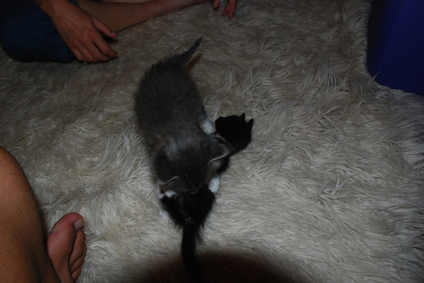 Lebowski delivers a smackdown to Sadie after she picks fights with everyone : Kittens : Sister Stef