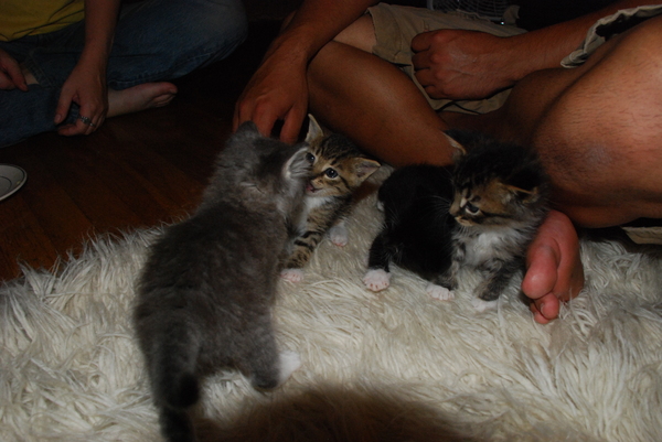 Fierce won't take any guff from Lebowski. Brave tries not to fall over. Sadie thinks the rug smells awesome. : Kittens : Sister Stef