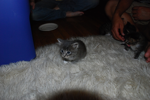 It really tied the room together : Kittens : Sister Stef
