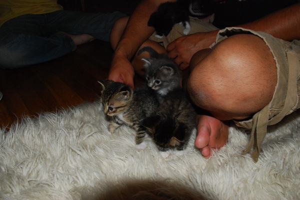 Fierce, Lebowski, Brave, and a tasty, tasty human toe. : Kittens : Sister Stef