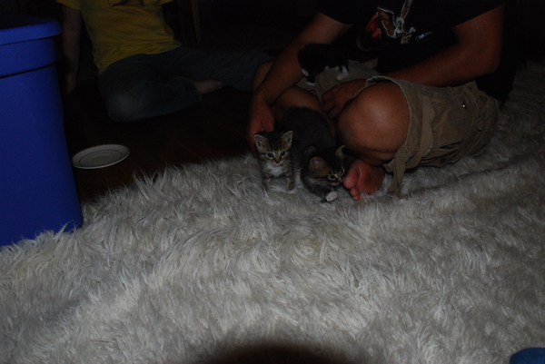 Sadie is a lap cat, Fierce watches, and Brave prepares to chow down : Kittens : Sister Stef