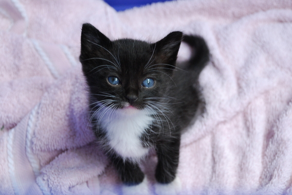 AWWWWWWWWW! : Kittens : Sister Stef