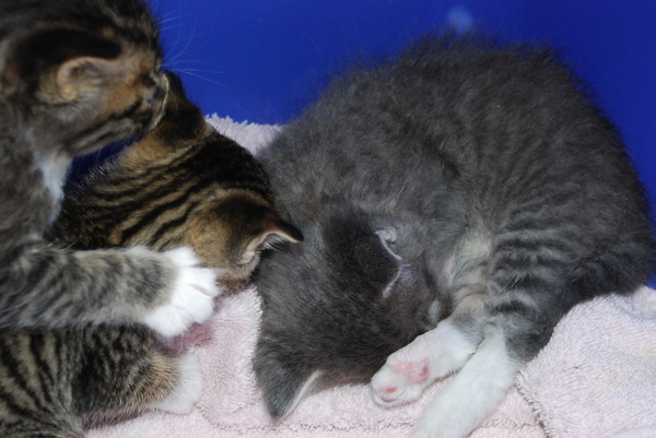Brave attacks Fierce. Lebowski's sleeping one off. : Kittens : Sister Stef