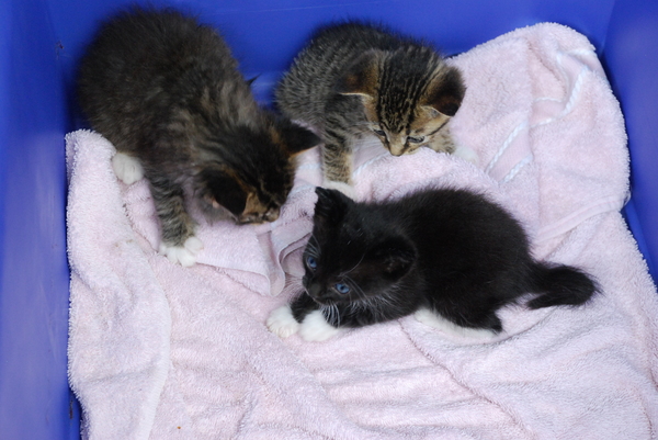 Fierce and Brave conspire against Sadie. : Kittens : Sister Stef