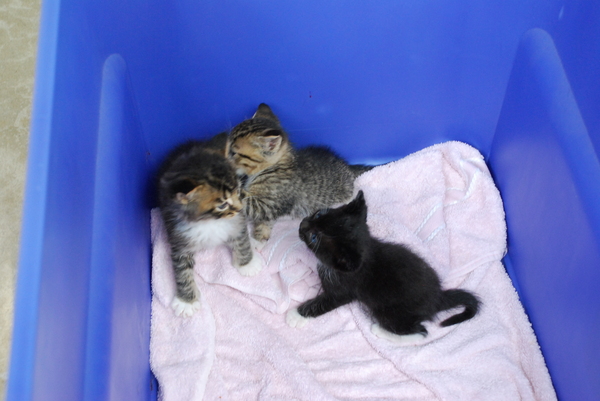 Fierce bites Brave. Sadie's the ref. : Kittens : Sister Stef