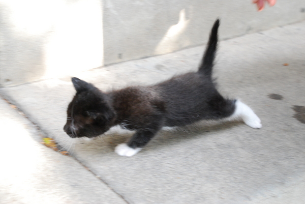 Sadie : Kittens : Sister Stef