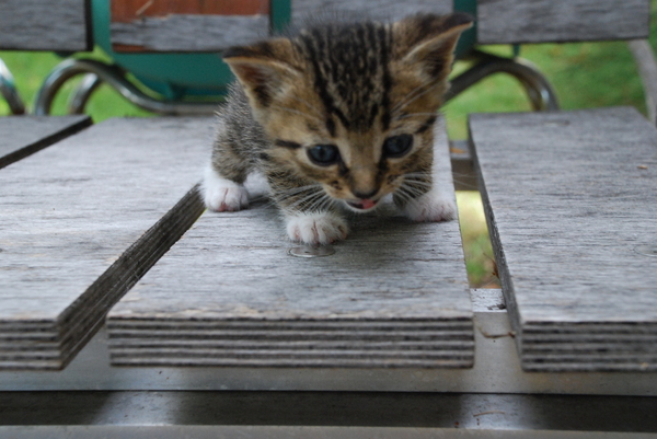 Fierce : Kittens : Sister Stef