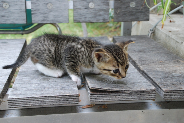 The fierce one : Kittens : Sister Stef