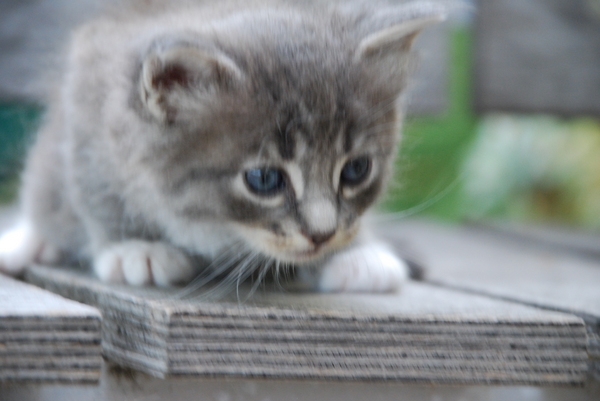 Lebowski : Kittens : Sister Stef