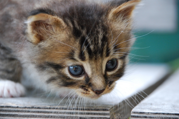 The brave one. : Kittens : Sister Stef
