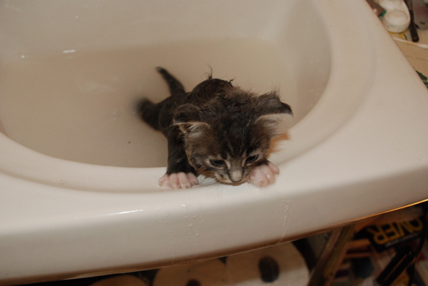 Lebowski : Kittens : Sister Stef