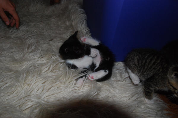 Sadie demonstrates the infinite grace of kittens : Kittens : Sister Stef
