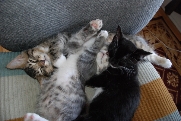 Kitty cluster close-up : Kittens : Sister Stef