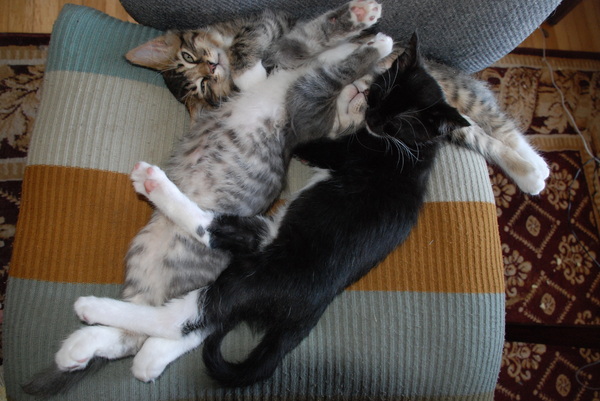 Giant kitty cluster : Kittens : Sister Stef
