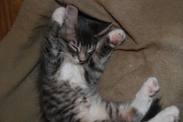 Lebowski, getting robbed in his sleep. Again. : Kittens : Sister Stef