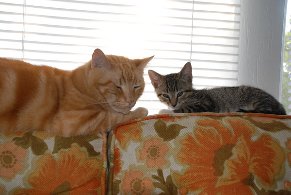 Guess which one is kinda scared here? : Kittens : Sister Stef
