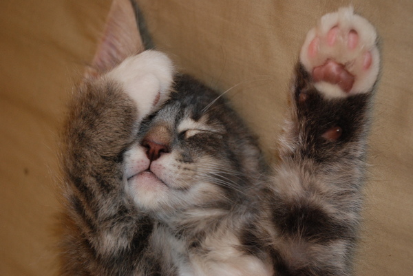 Lebowski always sleeps as though he's in the middle of a stickup. : Kittens : Sister Stef