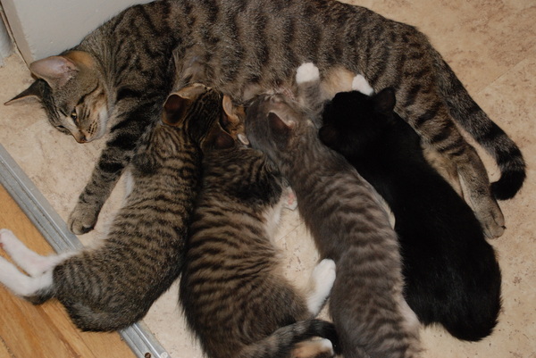 Twice as big as when they arrived : Kittens : Sister Stef