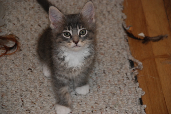 Dude! : Kittens : Sister Stef