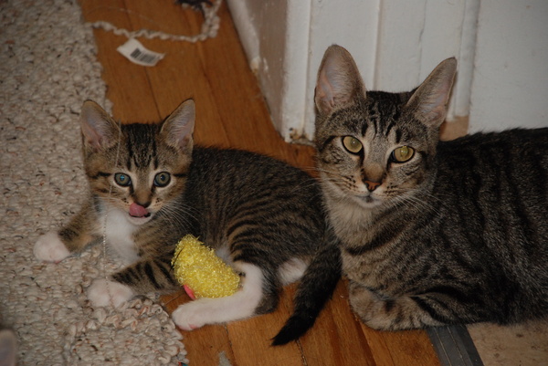 Tasty! : Kittens : Sister Stef