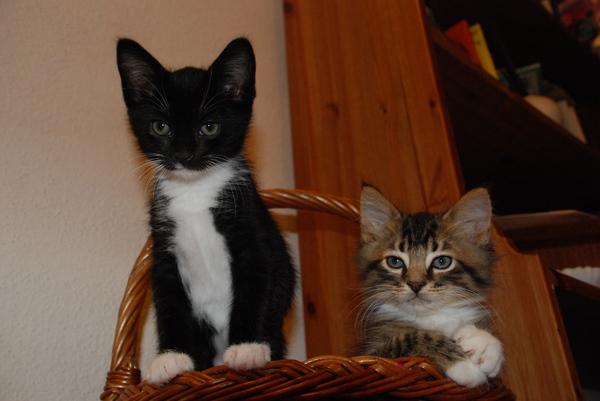 They look like they're chilling out, but they really don't stay still for longer than a second. : Kittens : Sister Stef