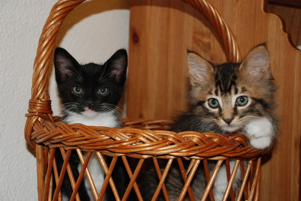Sadie looks a little looped. : Kittens : Sister Stef