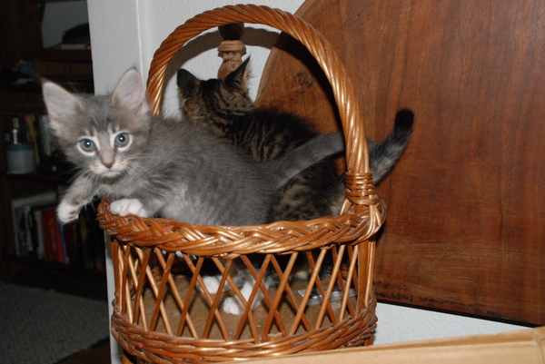 Guilty! : Kittens : Sister Stef