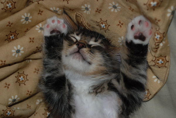 Walter, doing what he does best : Kittens : Sister Stef