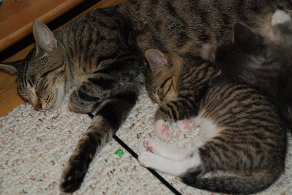 Like mother, like son : Kittens : Sister Stef