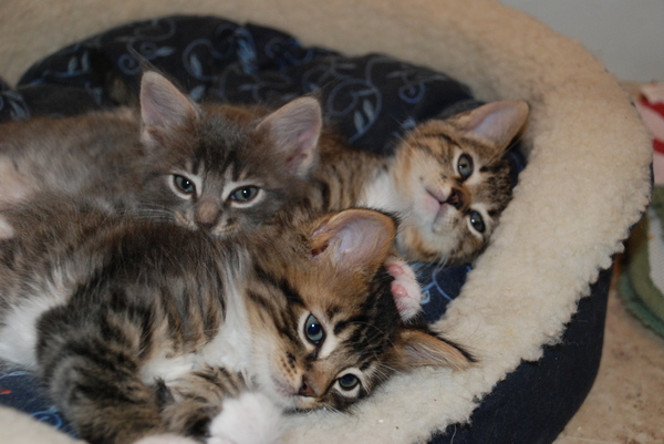 Awake : Kittens : Sister Stef