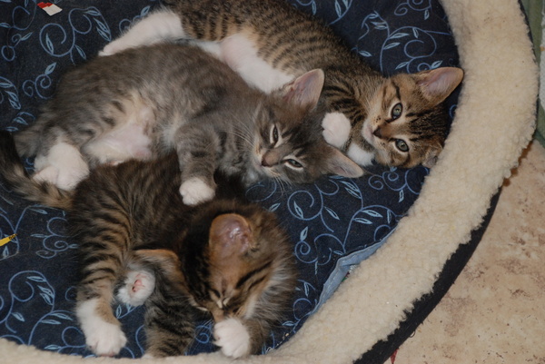 Asleep : Kittens : Sister Stef