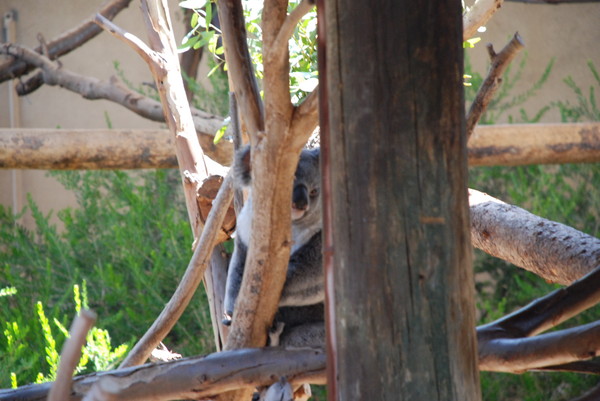 Rare sighting of awake koala : Zoo : Sister Stef