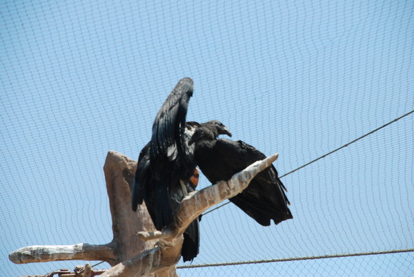 Condors : Zoo : Sister Stef