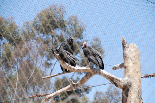 Condor : Zoo : Sister Stef