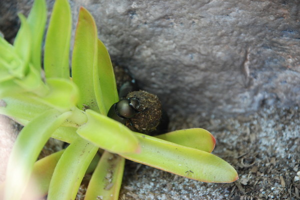 Dung beetles rolling poo-ball to lay eggs in. So romantic. : Zoo : Sister Stef