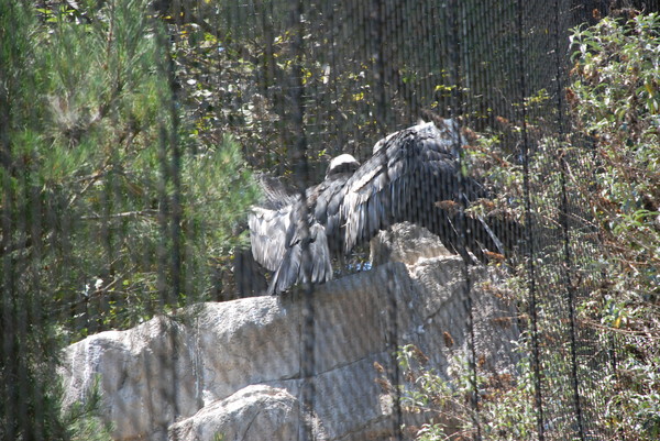 Some kinda weird prehistoric giant bird : Zoo : Sister Stef