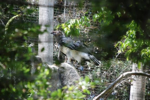 Super giant hawk. : Zoo : Sister Stef