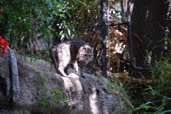 Fisher cat : Zoo : Sister Stef