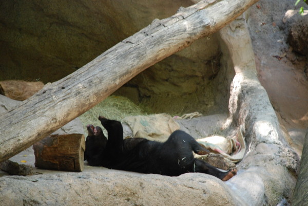 Sun bear cub licking his paw. Repeatedly. : Zoo : Sister Stef